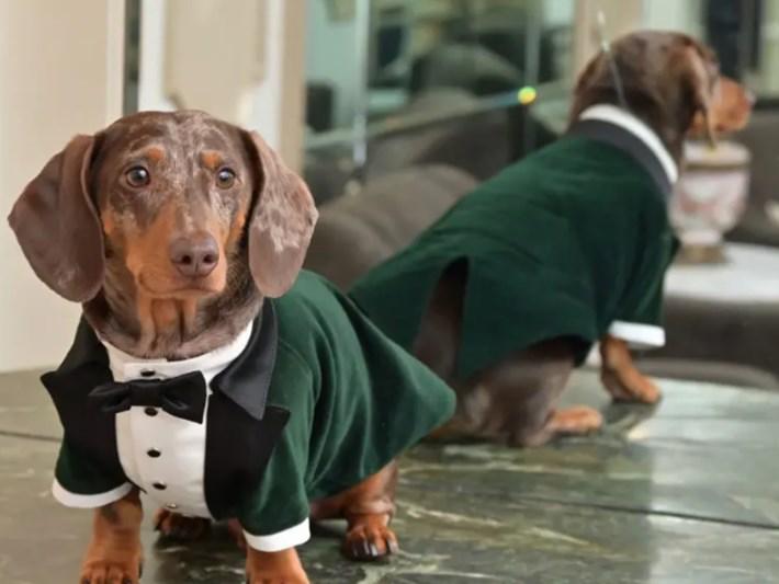 Bilim insanları, köpeklerde bulunan yeni bir grup molekülün insanlarda da