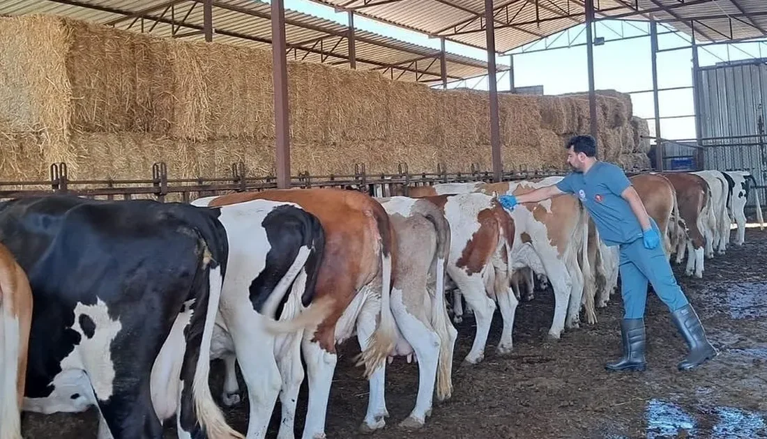 Aydın’ın Nazilli ilçesinde tespit edilen şap hastalığı nedeniyle 34 mahallede