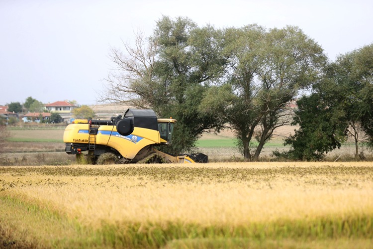Edirne, Kırklareli ve Tekirdağ’da yaklaşık 6 ay süren çeltik mesaisi