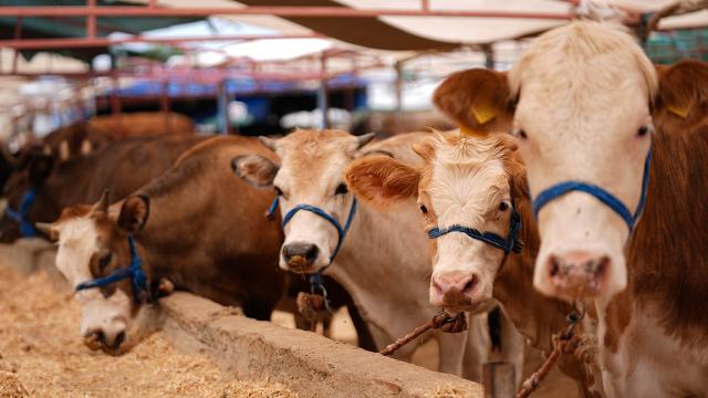 Kurban Bayramı yaklaşırken vatandaşların en çok merak ettiği konuların başında