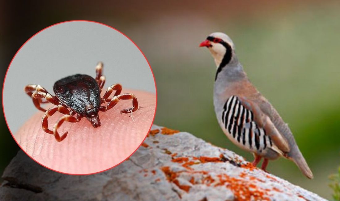 Tarım ve Orman Bakanlığı, kene ve tarım düşmanı kahverengi kokarca