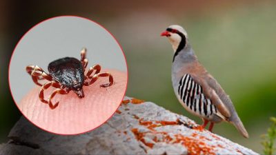 Tarım ve Orman Bakanlığı, kene ve tarım düşmanı kahverengi kokarca